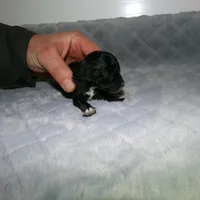 AKC Prince, a male Poodle - Miniature  for sale in Cub Run, KY – Photo 3 of 4