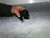 AKC Prince, a male Poodle - Miniature  for sale in Cub Run, KY – Photo 3 of 4