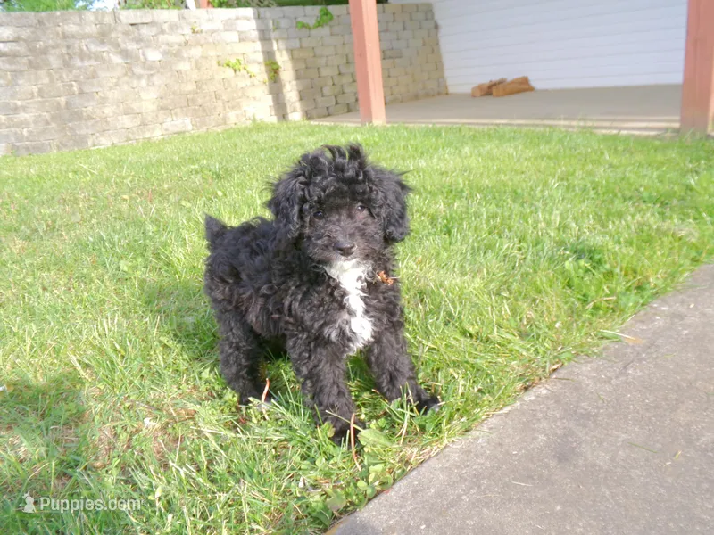 AKC Prince – Poodle - Miniature  puppy for sale in Cub Run, KY