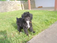 AKC Prince, a male Poodle - Miniature  for sale in Cub Run, KY – 1 of 3