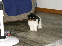 AKC Sage, a female Poodle - Miniature  for sale in Cub Run, KY – 4 of 8