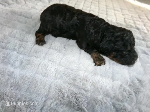 Jax – Poodle - Miniature  puppy for sale in Cub Run, KY