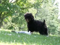 AKC Bella, a female Poodle - Miniature  for sale in Cub Run, KY – 4 of 7
