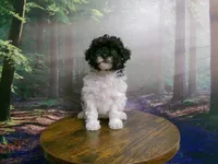 Sally, a female Poodle - Miniature  for sale in Cub Run, KY – 4 of 9