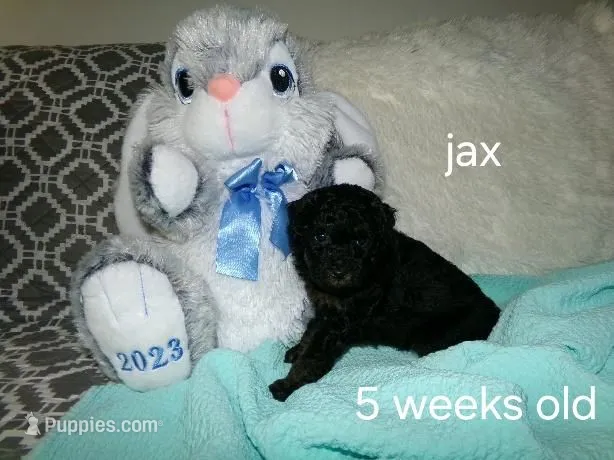 Jax – Poodle - Miniature  puppy for sale in Cub Run, KY
