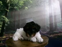 Sage, a female Poodle - Miniature  for sale in Cub Run, KY – 3 of 9