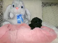 Wendy, a female Poodle - Miniature  for sale in Cub Run, KY – 6 of 10