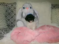 Sally, a female Poodle - Miniature  for sale in Cub Run, KY – 7 of 9