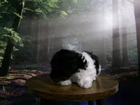 Sage, a female Poodle - Miniature  for sale in Cub Run, KY – 7 of 9