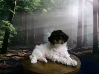 Sage, a female Poodle - Miniature  for sale in Cub Run, KY – 2 of 9