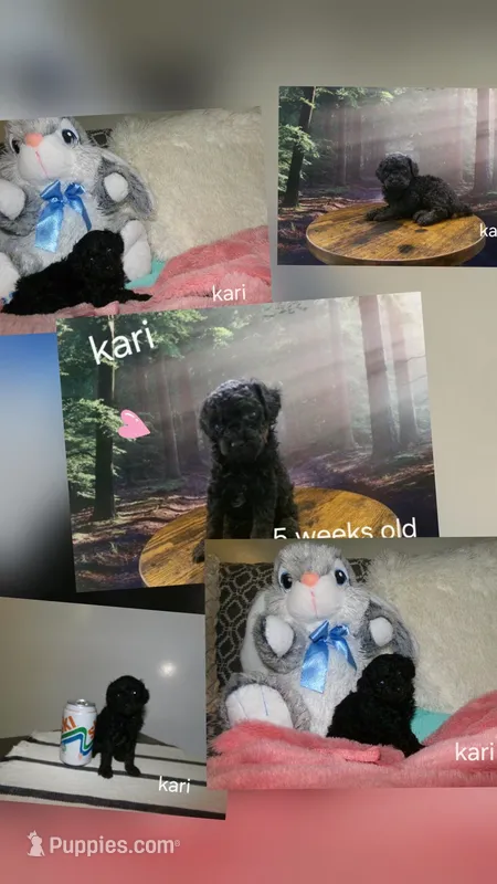 Kari – Poodle - Miniature  puppy for sale in Cub Run, KY