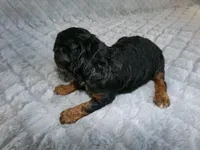 Zach, a male Poodle - Miniature  for sale in Cub Run, KY – 2 of 4