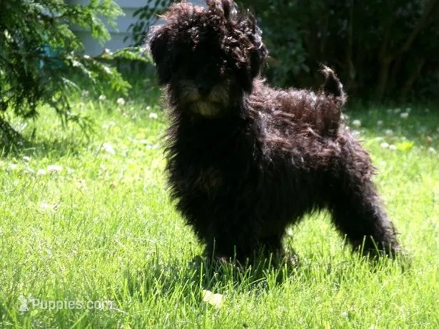 AKC Bella – Poodle - Miniature  puppy for sale in Cub Run, KY