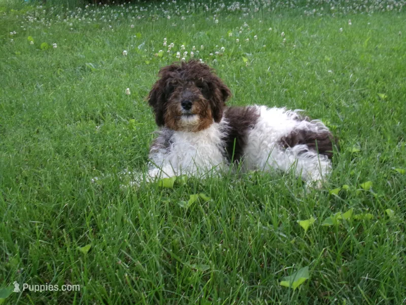 AKC Oscar  – Poodle - Miniature  puppy for sale in Cub Run, KY