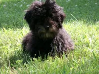 AKC Bella, a female Poodle - Miniature  for sale in Cub Run, KY – 6 of 7