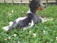 AKC Oscar , a male Poodle - Miniature  for sale in Cub Run, KY – 2 of 5
