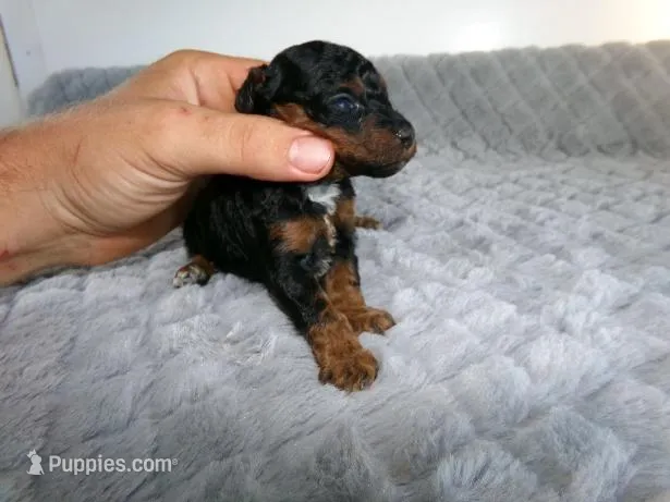 Zach – Poodle - Miniature  puppy for sale in Cub Run, KY