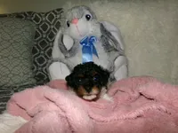 Sage, a female Poodle - Miniature  for sale in Cub Run, KY – 5 of 9