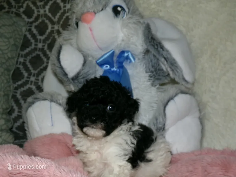 Kiley – Poodle - Miniature  puppy for sale in Cub Run, KY