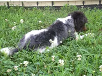 AKC Oscar , a male Poodle - Miniature  for sale in Cub Run, KY – 3 of 5