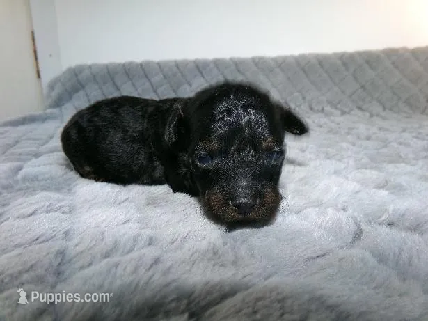 Kimmy – Poodle - Miniature  puppy for sale in Cub Run, KY