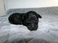 Kimmy, a female Poodle - Miniature  for sale in Cub Run, KY – 1 of 4