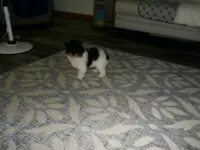 AKC Sage, a female Poodle - Miniature  for sale in Cub Run, KY – 2 of 8
