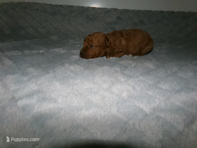 AKC Rusty – Poodle - Miniature  puppy for sale in Cub Run, KY