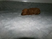 AKC Rusty, a male Poodle - Miniature  for sale in Cub Run, KY – Photo 1 of 4