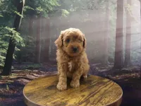 AKC Rusty, a male Poodle - Miniature  for sale in Cub Run, KY – 3 of 10