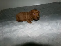 AKC Rusty, a male Poodle - Miniature  for sale in Cub Run, KY – Photo 2 of 4