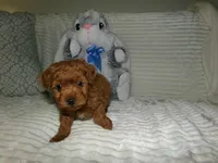 AKC Rusty, a male Poodle - Miniature  for sale in Cub Run, KY – 6 of 10