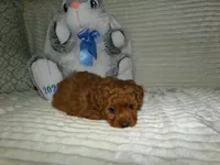 AKC Rusty, a male Poodle - Miniature  for sale in Cub Run, KY – 8 of 10