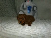 AKC Rusty, a male Poodle - Miniature  for sale in Cub Run, KY – 10 of 10