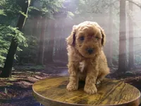 AKC Rusty, a male Poodle - Miniature  for sale in Cub Run, KY – 4 of 10
