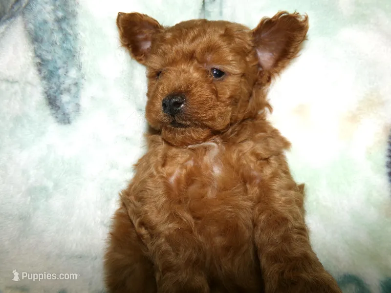 AKC Rusty – Poodle - Miniature  puppy for sale in Cub Run, KY