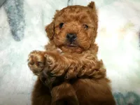 AKC Rusty, a male Poodle - Miniature  for sale in Cub Run, KY – 9 of 10