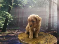 AKC Rusty, a male Poodle - Miniature  for sale in Cub Run, KY – 2 of 10
