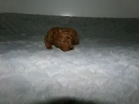 AKC Rusty, a male Poodle - Miniature  for sale in Cub Run, KY – Photo 3 of 4