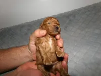 AKC Rusty, a male Poodle - Miniature  for sale in Cub Run, KY – Photo 4 of 4