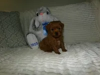 AKC Rusty, a male Poodle - Miniature  for sale in Cub Run, KY – 7 of 10