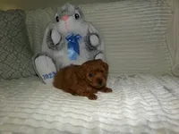 AKC Rusty, a male Poodle - Miniature  for sale in Cub Run, KY – 5 of 10