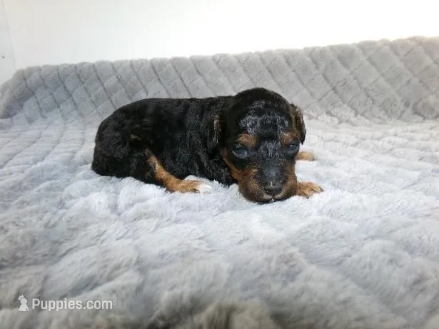 Cory – Poodle - Miniature  puppy for sale in Cub Run, KY