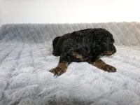 Jax, a male Poodle - Miniature  for sale in Cub Run, KY – 3 of 5