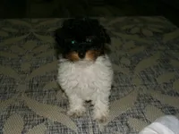 AKC Sage, a female Poodle - Miniature  for sale in Cub Run, KY – 7 of 8
