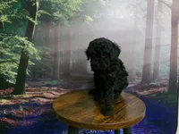 Wendy, a female Poodle - Miniature  for sale in Cub Run, KY – 7 of 10