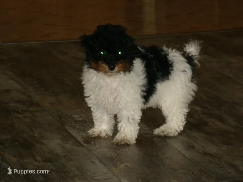 AKC Sage – Poodle - Miniature  puppy for sale in Cub Run, KY