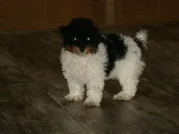 AKC Sage, a female Poodle - Miniature  for sale in Cub Run, KY – 1 of 8