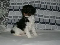 AKC Oscar , a male Poodle - Miniature  for sale in Cub Run, KY – Photo 2 of 5