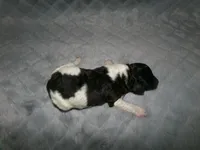 AKC Oscar , a male Poodle - Miniature  for sale in Cub Run, KY – Photo 1 of 3